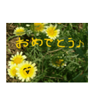 春菊の花（個別スタンプ：6）