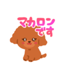 トイプードルのマカロン（個別スタンプ：1）