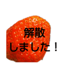部活連絡(保護者)文字だけシンプルイチゴ（個別スタンプ：11）