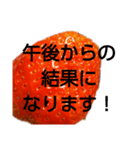 部活連絡(保護者)文字だけシンプルイチゴ（個別スタンプ：14）