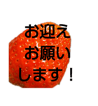 部活連絡(保護者)文字だけシンプルイチゴ（個別スタンプ：16）
