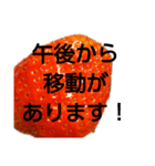 部活連絡(保護者)文字だけシンプルイチゴ（個別スタンプ：17）