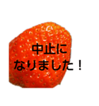 部活連絡(保護者)文字だけシンプルイチゴ（個別スタンプ：24）