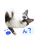 よもぎ大福の味vol.1（個別スタンプ：5）