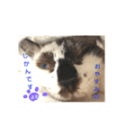 よもぎ大福の味vol.1（個別スタンプ：8）