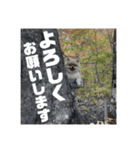 ぽんずくんすたんぷ（個別スタンプ：1）