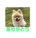ぽんずくんすたんぷ（個別スタンプ：2）