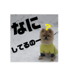 ぽんずくんすたんぷ（個別スタンプ：4）