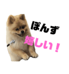 ぽんずくんすたんぷ（個別スタンプ：5）