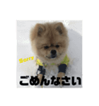 ぽんずくんすたんぷ（個別スタンプ：6）