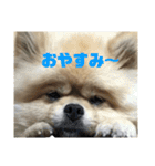 ぽんずくんすたんぷ（個別スタンプ：8）