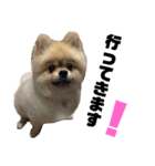 ぽんずくんすたんぷ（個別スタンプ：11）