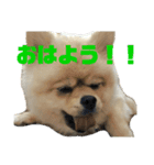 ぽんずくんすたんぷ（個別スタンプ：12）