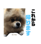 ぽんずくんすたんぷ（個別スタンプ：14）