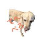 使える！関西犬 ラブラドール（個別スタンプ：2）