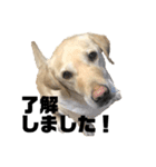 使える！関西犬 ラブラドール（個別スタンプ：3）