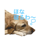 使える！関西犬 ラブラドール（個別スタンプ：4）