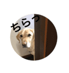 使える！関西犬 ラブラドール（個別スタンプ：5）