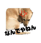 使える！関西犬 ラブラドール（個別スタンプ：6）