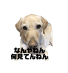 使える！関西犬 ラブラドール（個別スタンプ：11）
