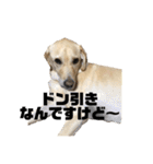 使える！関西犬 ラブラドール（個別スタンプ：14）