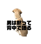 使える！関西犬 ラブラドール（個別スタンプ：16）