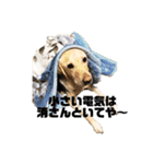 使える！関西犬 ラブラドール（個別スタンプ：17）