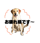 使える！関西犬 ラブラドール（個別スタンプ：18）