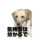 使える！関西犬 ラブラドール（個別スタンプ：19）