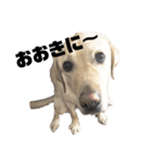 使える！関西犬 ラブラドール（個別スタンプ：20）