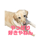 使える！関西犬 ラブラドール（個別スタンプ：22）