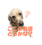 使える！関西犬 ラブラドール（個別スタンプ：23）