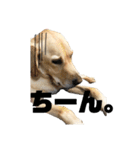 使える！関西犬 ラブラドール（個別スタンプ：24）