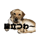 使える！関西犬 ラブラドール（個別スタンプ：25）