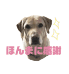 使える！関西犬 ラブラドール（個別スタンプ：31）