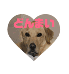使える！関西犬 ラブラドール（個別スタンプ：32）