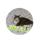 ルイ・スタ（個別スタンプ：11）