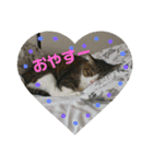 ルイ・スタ（個別スタンプ：15）