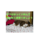 ルイ・スタ（個別スタンプ：18）