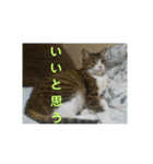 ルイ・スタ（個別スタンプ：22）