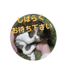 ルイ・スタ（個別スタンプ：27）