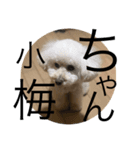 小梅ちゃんスタンプ8個（個別スタンプ：8）
