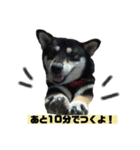 黒柴ビンゴ2（個別スタンプ：8）