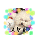 ビションフリーゼと女の子1（個別スタンプ：18）