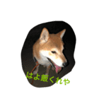 わしがジャッキーじゃ！（個別スタンプ：1）