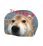 わしがジャッキーじゃ！（個別スタンプ：6）