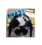 ゴマ＆そら＆うさぎ（個別スタンプ：1）
