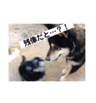 ゴマ＆そら＆うさぎ（個別スタンプ：12）