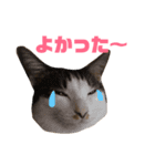 わぽさぼコンビ 2（個別スタンプ：11）