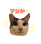 わぽさぼコンビ 2（個別スタンプ：12）